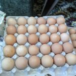 Koshur Thool by Myakat Farms