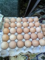 Koshur Thool by Myakat Farms