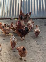 Koshur Thool by Myakat Farms - Image 2